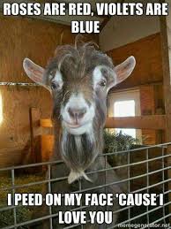Pin By Becky Gladd On Goats Goats Funny Goats Goat Farming