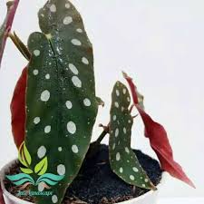 Selain itu, tanaman hias juga bisa membersihkan udara, lho. Jual Promo Tanaman Hias Begonia Polkadot Tanaman Hias Daun Terbaru Juli 2021 Blibli