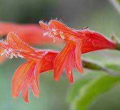 Image result for Clinopodium simense