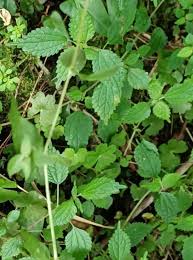 Image result for Droguetia iners