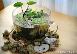 24 Of The Most Beautiful Ideas On Indoor Mini Garden To Collect Homesthetics Inspiring Ideas For Your Home Plants Indoor Water Garden Water Garden