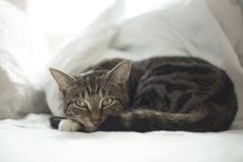Blood In Cat Poop Everything You Need To Know Vets Now