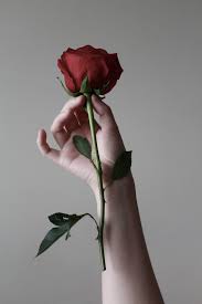 Start by marking a rose with thorns: Finding The Beauty Real Beauty Is Rose With Thorns Mallikoronno Commaful