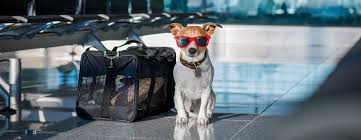 The Loophole Allowing Emotional Support Animals Was Just Closed