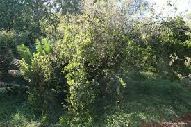 Image result for Rothmannia globosa