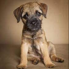 Pin By Kirsty Roberts On Dogs Border Terrier Puppy Border Terrier Terrier Puppy