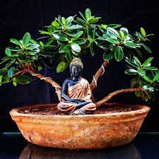 Adenium Bonsai Plants Home Facebook