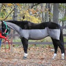 Für den fall sie nach vielen standardvorlagen suchen. 23 Schermuster Ideen Scheren Pferd Scheren Pferde