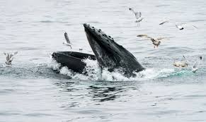 Marine scientists says whales are generally not interested in bothering humans, but it's wise to steer clear. 7a74nacttq Mlm