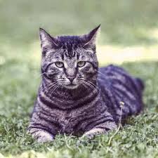 1 best brown cat names. Striped And Tabby Cat Breeds And Types Petcarerx