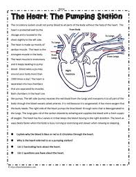 Image result for Cardiovascular Worksheets