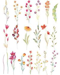 Wild Flowers Watercolor Clipart Aquarel Field Flowers Floral Flower Art Flower Drawing Flower Painting