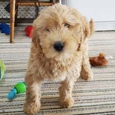 Moyen poodle puppies for sale. Anastasia Goldendoodle Puppy 631769 Puppyspot