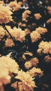 Aesthetic Wallpaper Tumblr Iphone Wallpaper Yellow Yellow Flower Wallpaper Flower Iphone Wallpaper