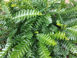 Image result for Phyllanthus beillei