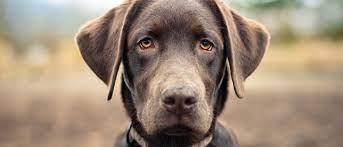 Talking Breeds Labradors Paw By Blackmores
