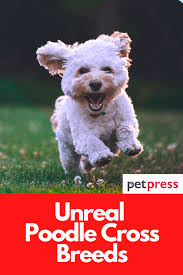Other irish wolfhound breed names: 90 Unreal Poodle Cross Breeds You Have To See To Believe