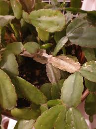 How a cactus stores water. Cactus And Succulents Forum Easter Cactus Help Garden Org