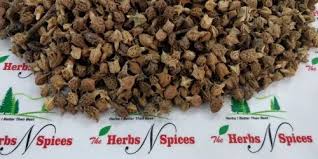 Image result for Pedalium murex