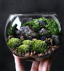 Small Bio Bowl Planted Moss Urban Jungle Terrarium Etsy Succulent Terrarium Plants Woodland Plants