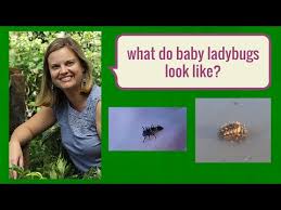 This is to protect them from being seen by flying predators as well as from the weather. What Do Baby Ladybugs Look Like Youtube