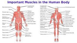 Maybe you would like to learn more about one of these? The Muscular System Youtube