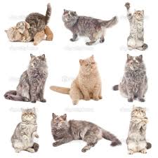 Cats In Different Poses