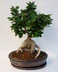 Bonsai Ficus Bonsai Tree Care Ficus Ginseng Bonsai Bonsai Ficus