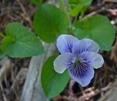 Image result for Landolphia violacea