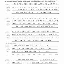 Worksheets are transcription and translation practice work, cell cycle dna replication transcription translation, dna rna replication translation and transcription, transcription and translation review lesson plan, dna transcription, honors biology ninth grade pendleton high school. 30 Translation And Transcription Worksheet Worksheet Project List