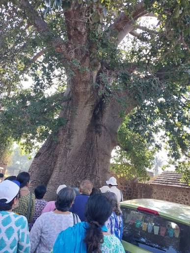 Historic Baobab tree at Wai Heritage Walk