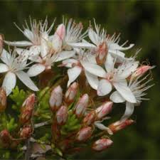 Image result for Tetragonia calycina