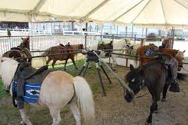 The farm animals are personally raised by our family and love the human attention they receive from visitors. Pony Rentals Pony Rentals Forest View Farms Horseback Riding Lessons Trail Rides Horse Boarding Petting Zoo Horseback Riding Horse Riding Pony Rides Ponies Horses Birthday Parties Hayride Sleigh Ride