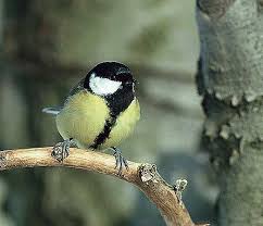 Image result for Kohlmeise vogelhouse