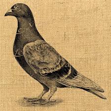 Pigeon Pigeon Bird Pigeon Animals