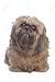 Shih Tzu Haircuts