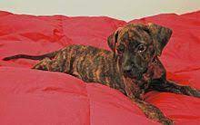 Blackmouth Cur With A Brindle Coat Black Mouth Cur Dog Mountain Cur Dog Black Mouth Cur