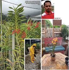 Baru saja kubuka ritsluiting celanaku terdengar pintu belakang rumahnya dibuka. Orkid Mudah Dijaga Pressreader