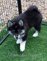 Check spelling or type a new query. Pomsky Puppies For Sale In Florida Pomskies