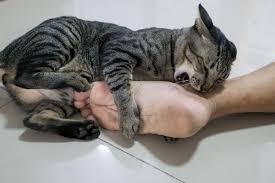 Ikan adalah anggota vertebrata poikilotermik (berdarah dingin) yang hidup di air dan bernapas dengan insang. Kenapa Kucing Menggigit Ini 5 Penyebabnya Halaman All Kompas Com