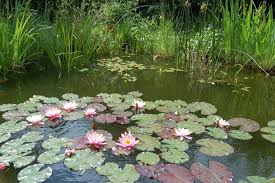 Kleine erdkröte im garten aufgeschreckt. So Legen Sie Einen Gartenteich An Lbv Gemeinsam Bayerns Natur Schutzen