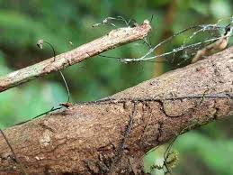 Image result for Marasmius sp.