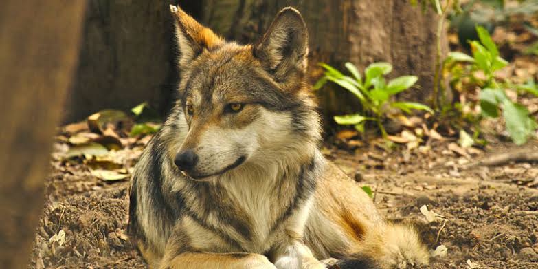 Resultado de imagen para lobo mexicano"