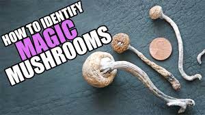 Drug Special This Is How You Identify Magic Mushrooms Youtube
