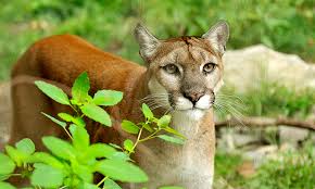 It is located a few miles south of cave junction, oregon, united states. Big Cats Big Dreams News At Pcc