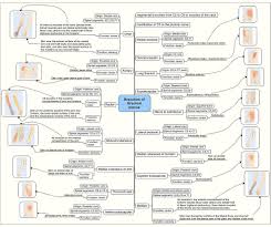 A respiratory muscle, it receives ventral ramus innervation; Brachial Plexus And Muscle Innervation Chart And Image Result For Brachial Plexus Branches Nerves Brachial Plexus Products Thoracic