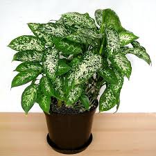Dieffenbachia Poisoning How Toxic Is This Houseplant