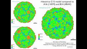 So rhinovirus transmission occurs through contact with infected respiratory secretions, like snot and aerosols, particularly from nose blowing or sneezing. Rhinovirus C15 Compared To A16 And B14 3d Rotation Youtube
