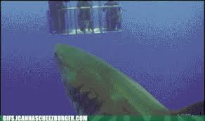 Image result for elephant poop butt gif