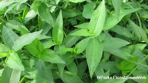 Image result for Commelina diffusa